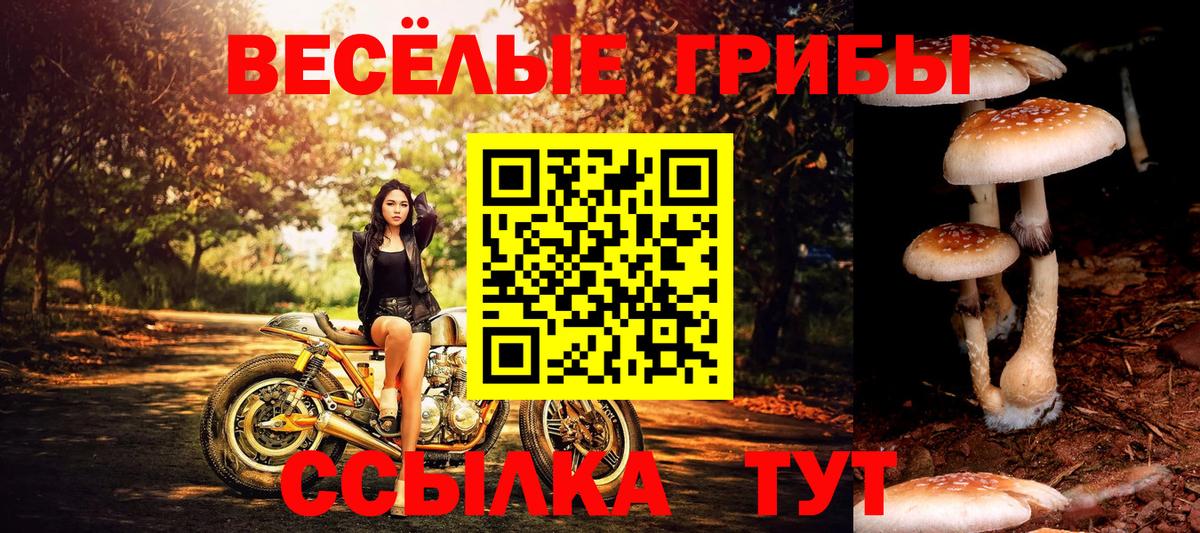 Псилоцибиновые грибы Cubensis Липецк